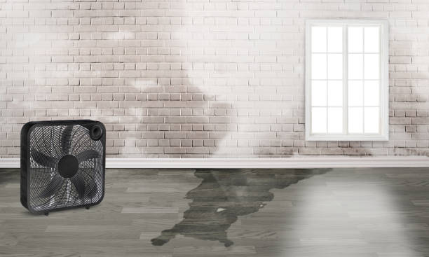 Best Water damage repair service  in Glenwood City, WI